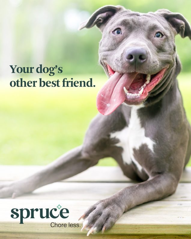 Apartments in Jersey Village Your dog's other friend - spruce, offering Apartments For Rent in Jersey Village TX.