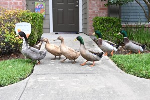 Apartment for rent in Northwest Houston, Texas - Community Duck Family  