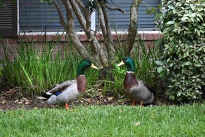 Apartment for rent in Northwest Houston, Texas - Ducks Wandering the Community  